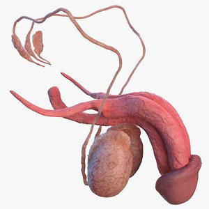 Male Reproductive System
