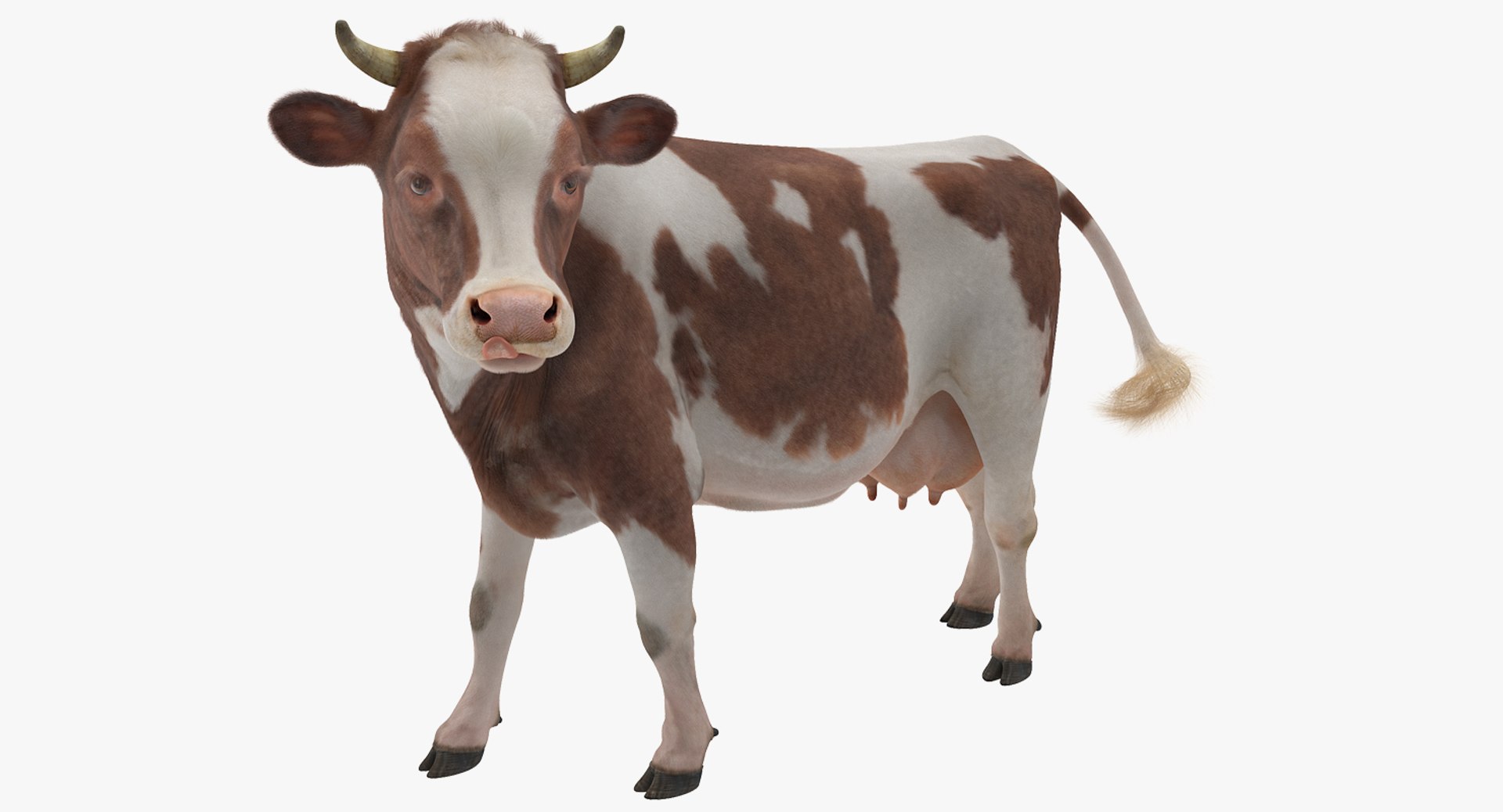 Red and White Cow with Fur 3D Model 3D model preview