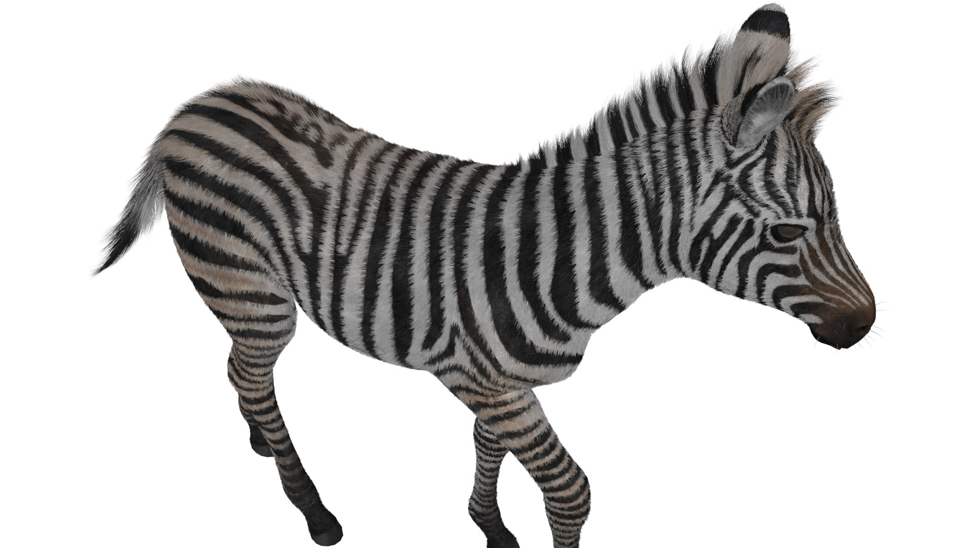 Zebra Foal Walking Fur for Maya 3D model preview