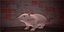 Rat