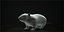 Rat