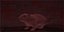 Rat