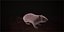 Rat