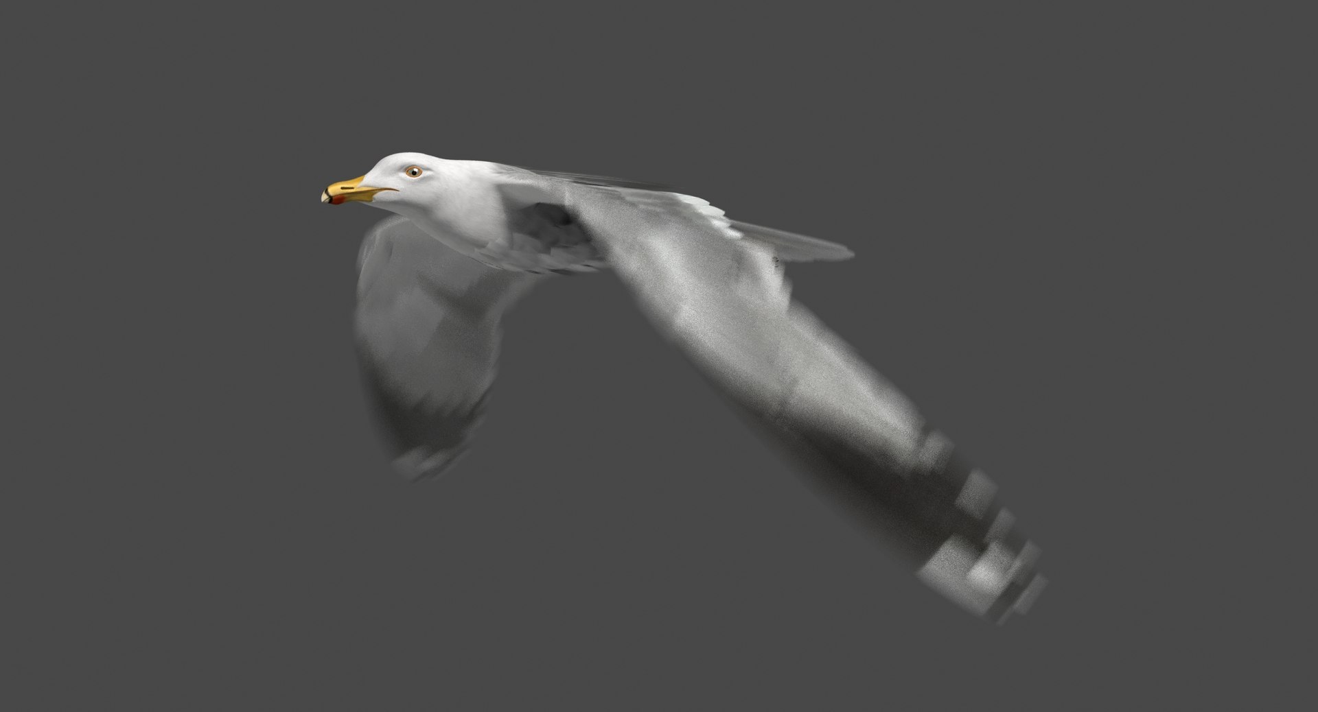3D california gull animation flying https://p.turbosquid.com/ts-thumb/Zw/c5DJLd/7vTwah3v/ra02/jpg/1515404813/1920x1080/fit_q87/20c201b5c7bc26ee0d0428f2fdce9d451d9edd2c/ra02.jpg
