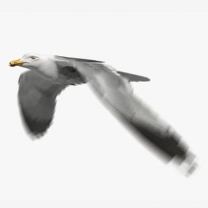 California Gull (Animated)