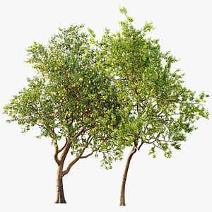 3D AV Fruit Trees Pear Pyrus Communis Red and Armeniaca Vulgaris Prunus