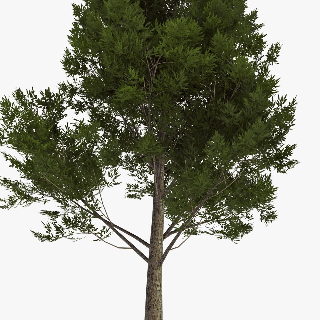 deciduous 026 3d 3ds https://p.turbosquid.com/ts-thumb/Zw/kvmKtZ/3MzwsuX9/04/jpg/1409061684/1920x1080/fit_q87/ea13b3cedb4321ad22c7e609fc6b002e7fdf8841/04.jpg