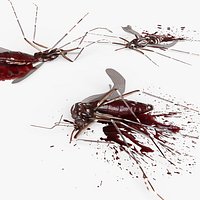 Crushed Mosquito Bug Blood For Blender