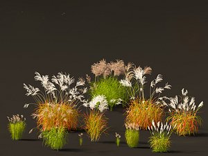Miscanthus sacchariflorus - Amur silver grass 3D