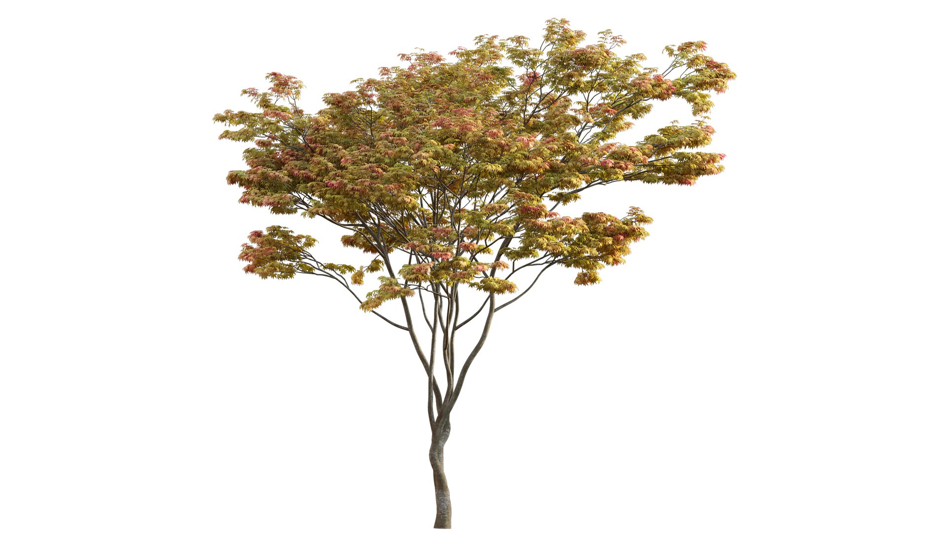 Acer Palmatum - Japanese Maple 01 3D Model - TurboSquid 1951977