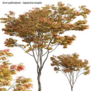 Acer palmatum - Japanese maple 01 3D model