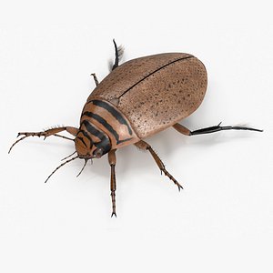 Insect Water Beetle Beige Realistic Rigged for Cinema 4D 3D