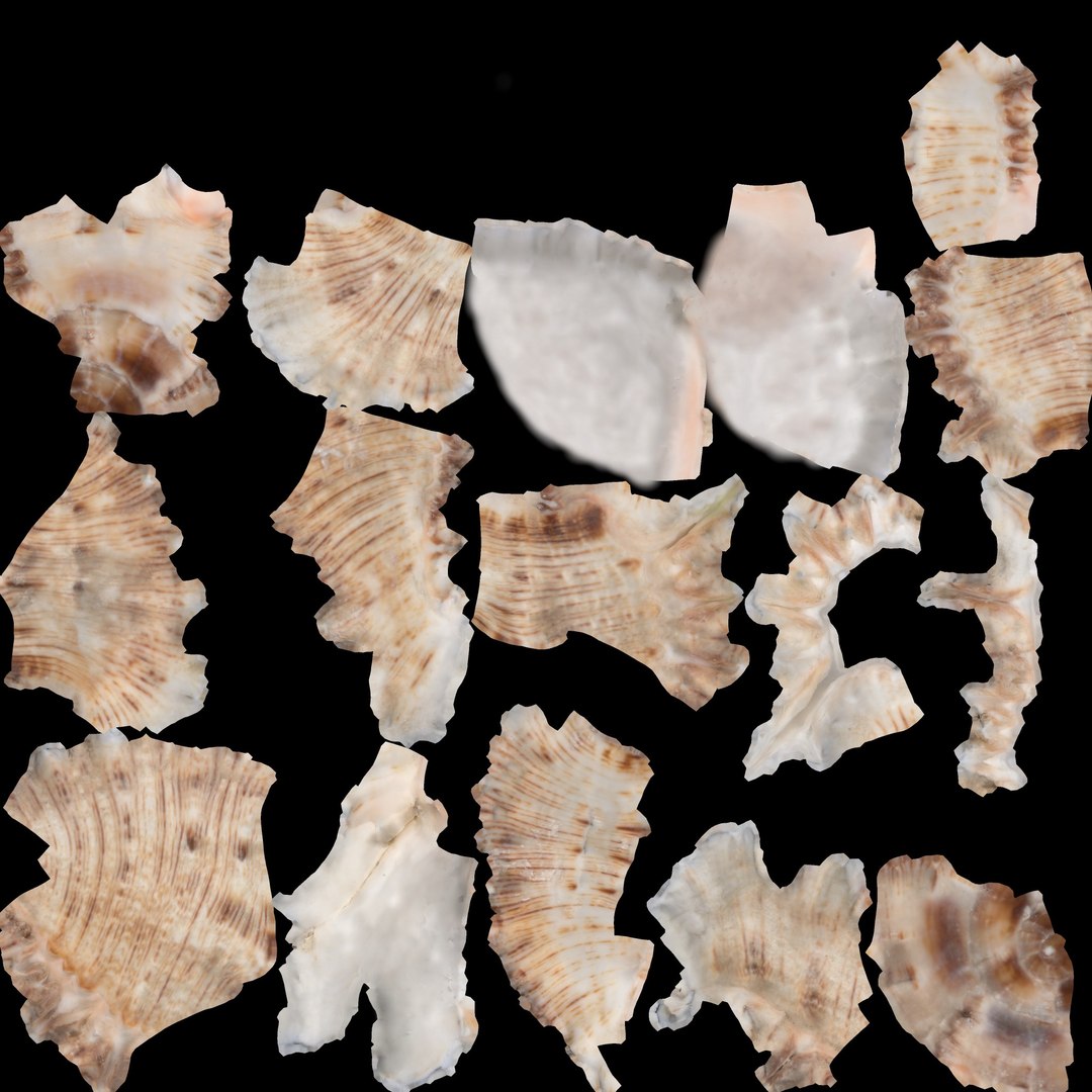 Conch Shell 3D https://p.turbosquid.com/ts-thumb/Zx/BEaS9s/d9/tex066/jpg/1785483645/1920x1080/fit_q87/0720013647604b46729ab6e8dd612e40ebb96384/tex066.jpg