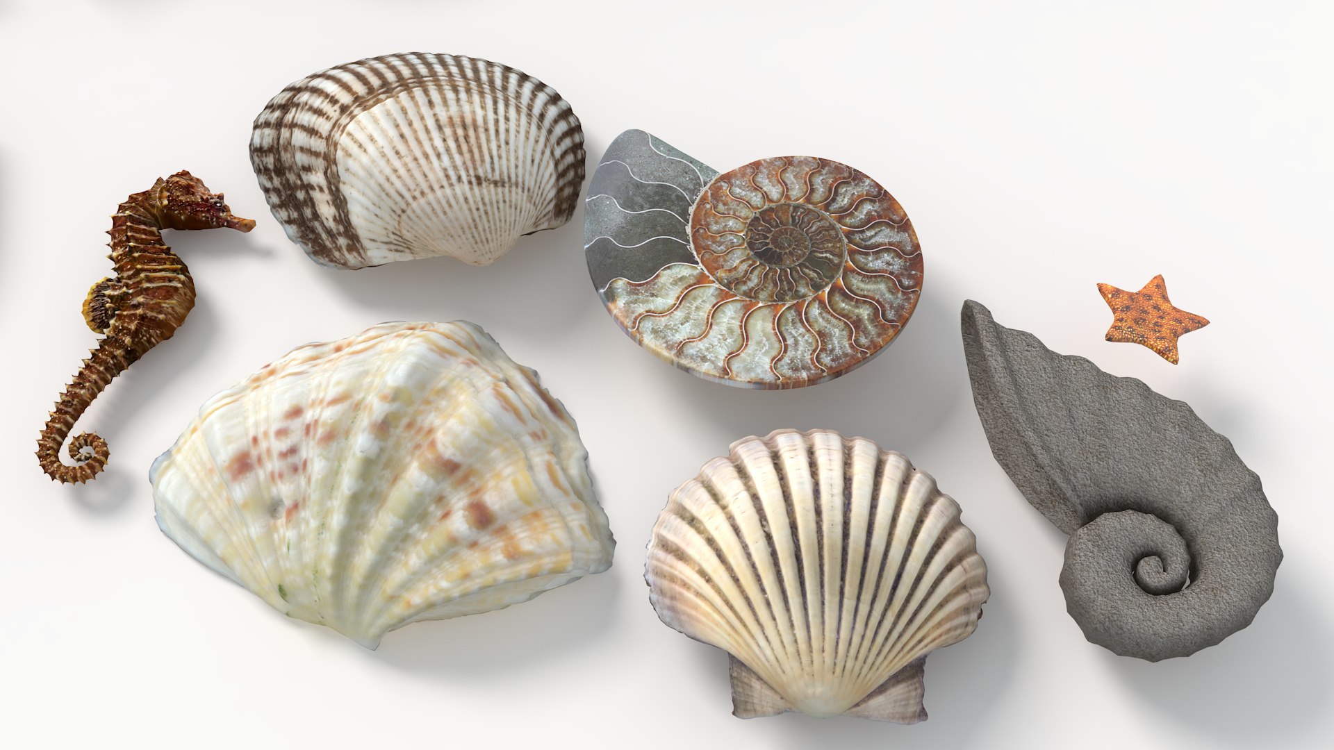 Conch Shell 3D https://p.turbosquid.com/ts-thumb/Zx/BEaS9s/kY/2/png/1785483490/1920x1080/fit_q87/14f5317d844e29b5cfae8e23ff35b8047a0cba63/2.jpg