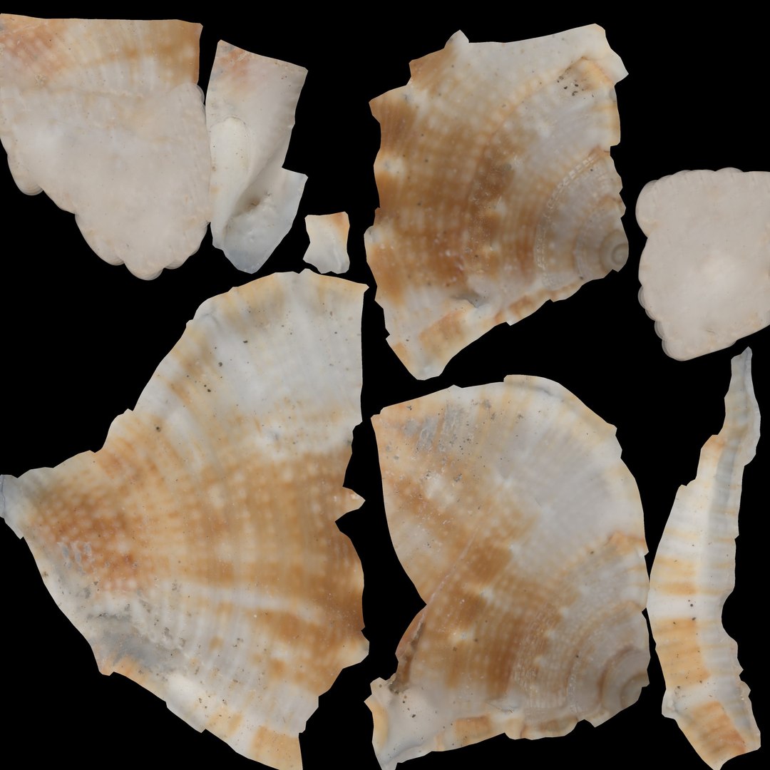 Conch Shell 3D https://p.turbosquid.com/ts-thumb/Zx/BEaS9s/yl/tex128/jpg/1785483650/1920x1080/fit_q87/195df535122949190530c00e82ec3afd075aa152/tex128.jpg
