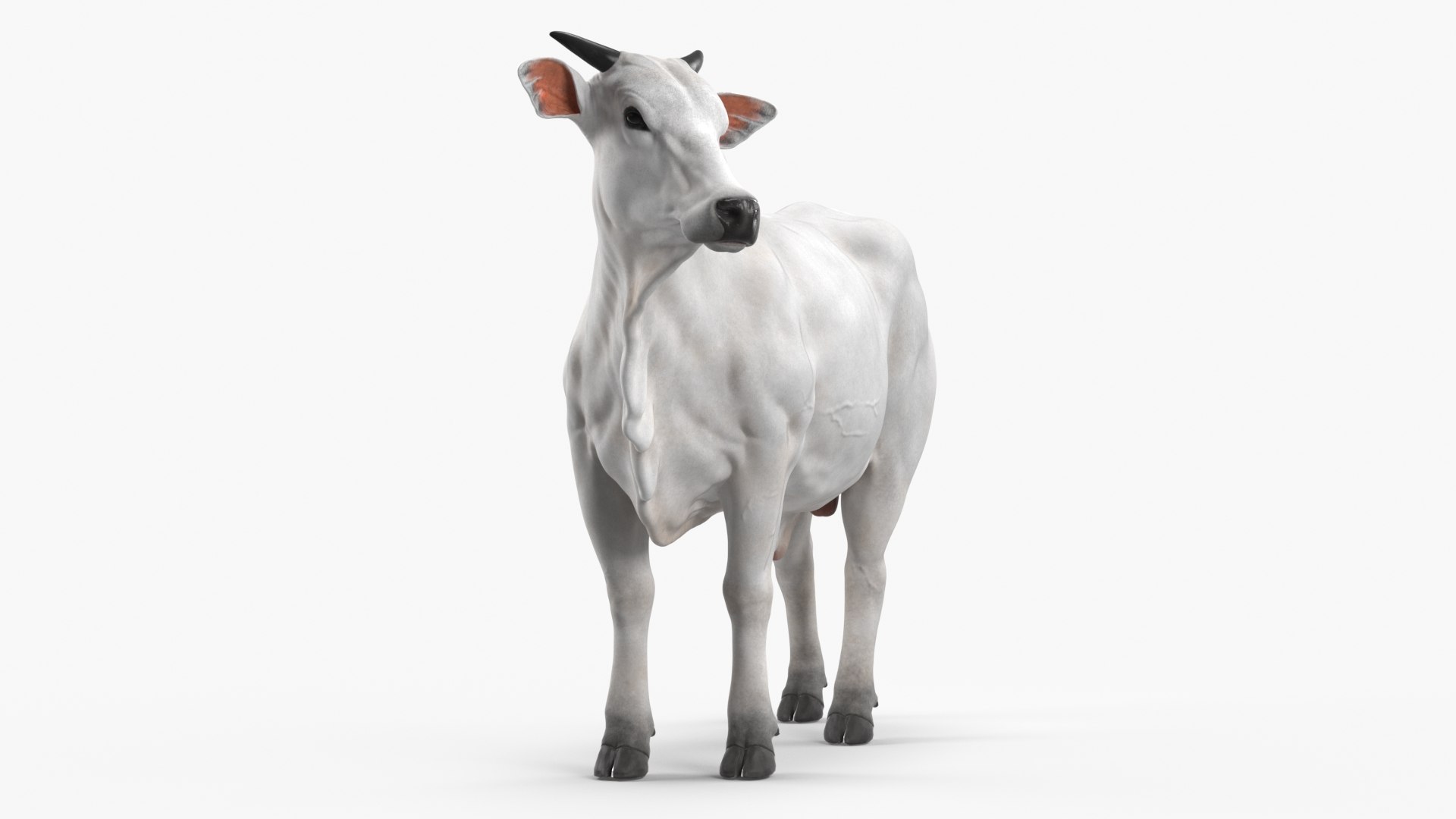 White Cow Male Looking 3D model preview