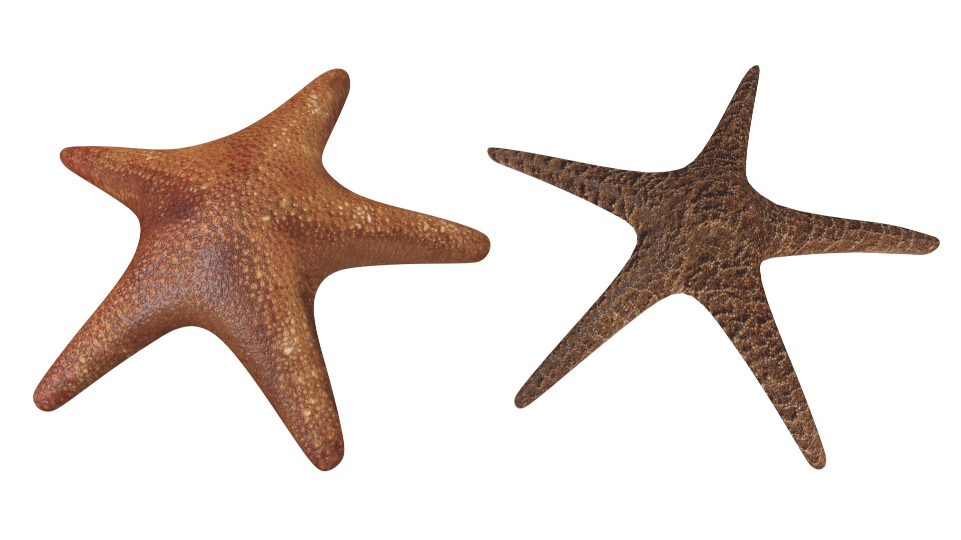 starfishes rigged 3d model https://p.turbosquid.com/ts-thumb/Zx/QMEm67/JWvSgGnR/starfishes_th_01/jpg/1581629807/1920x1080/fit_q87/568288c89250009b581c41d0763f4786a0d0eec2/starfishes_th_01.jpg