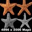Estrellas de mar (aparejado)