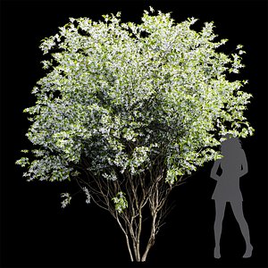 3D Amelanchierlamarckii Corona max model
