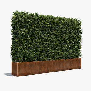 Boxwood Hedge in a Planter with a Steel Rusted Patina Finish