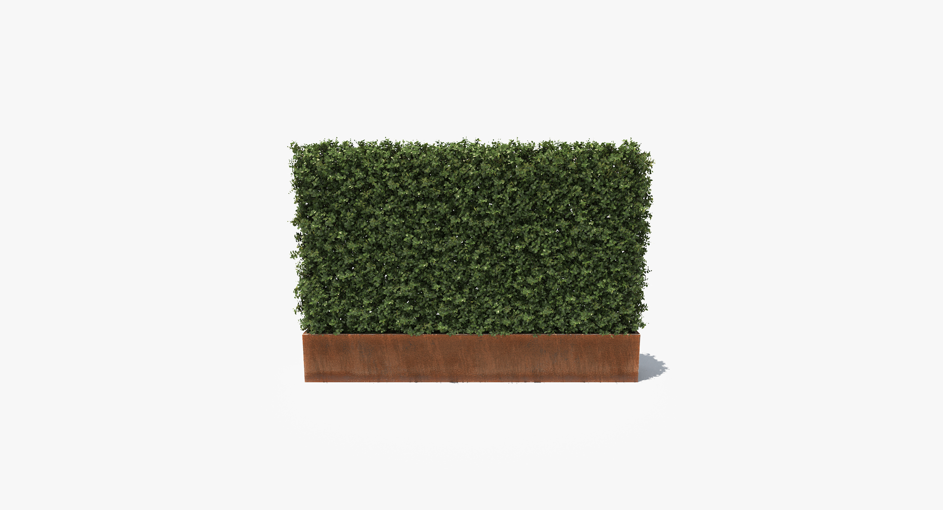 Boxwood Plants Hedges Rusted Steel Max