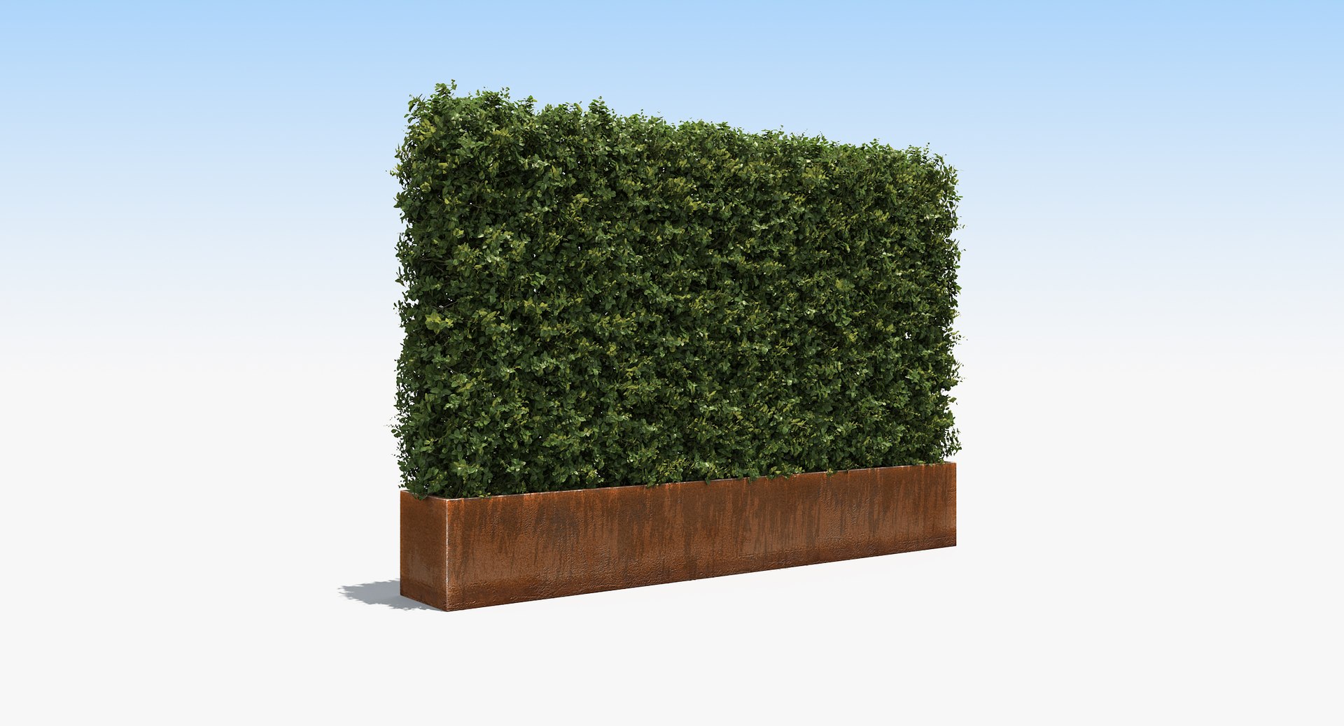 Boxwood Plants Hedges Rusted Steel Max