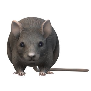 Mouse 3D model