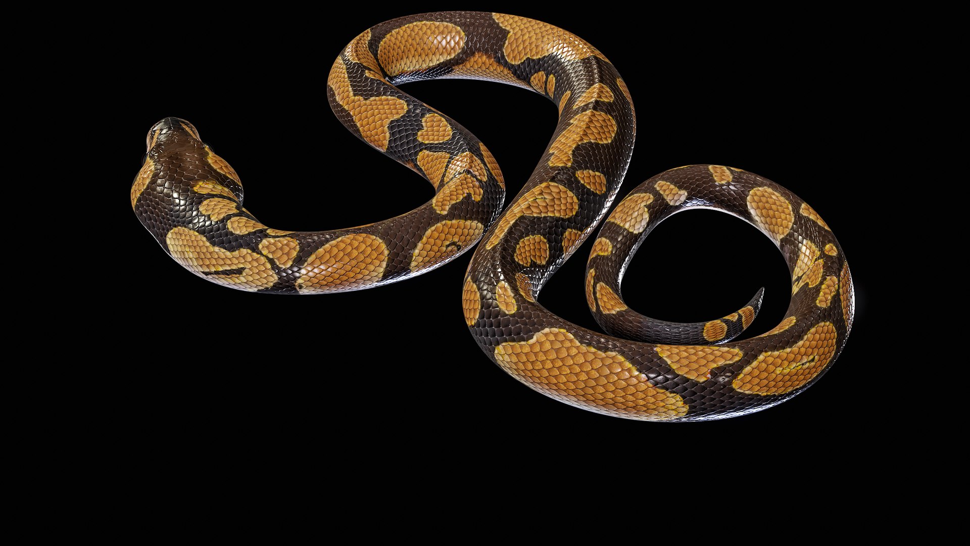 Ball Royal Python Snake Rigged PBR 3D model https://p.turbosquid.com/ts-thumb/Zy/AVeR01/04/turncol_00020/png/1709727939/1920x1080/fit_q87/92e09435d5f94fa76079e24f7beb3d94a8e53b3a/turncol_00020.jpg