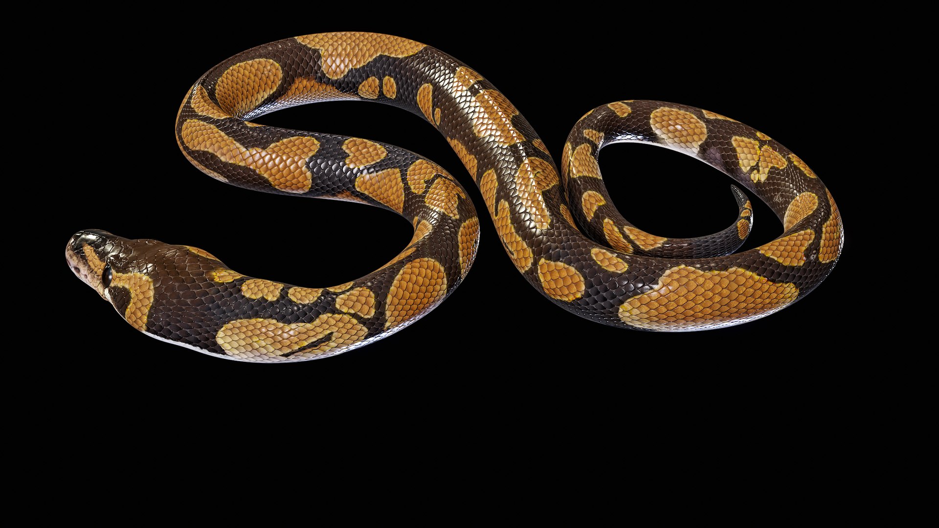 Ball Royal Python Snake Rigged PBR 3D model https://p.turbosquid.com/ts-thumb/Zy/AVeR01/0l/turncol_00023/png/1709727941/1920x1080/fit_q87/7e77a3d404ad6815588fb88f4b454f5537600a25/turncol_00023.jpg