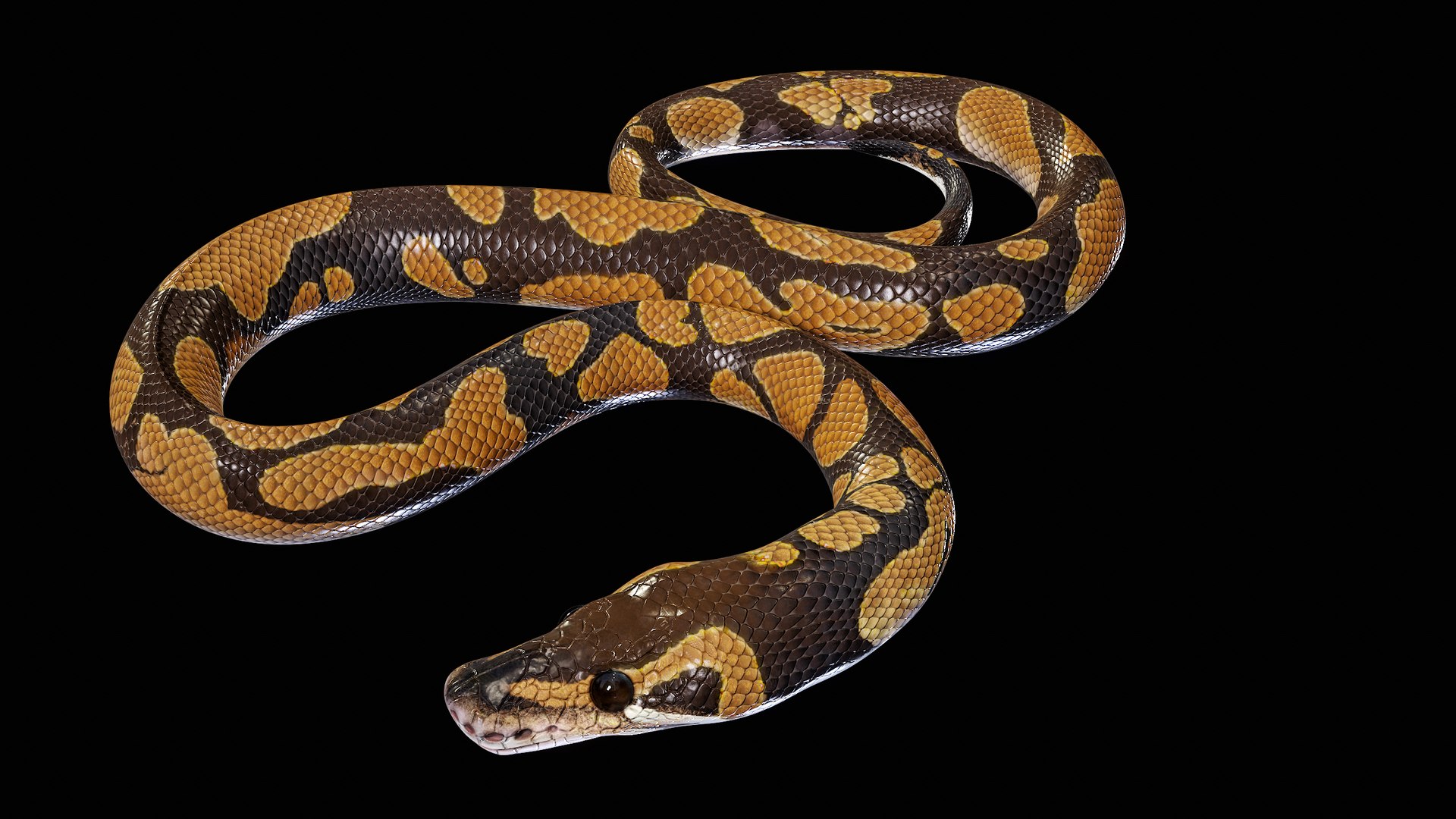Ball Royal Python Snake Rigged PBR 3D model https://p.turbosquid.com/ts-thumb/Zy/AVeR01/0r/turncol_00028/png/1709727943/1920x1080/fit_q87/eaa1b63be61b32d64ade2aefe11416dbb3ff884b/turncol_00028.jpg