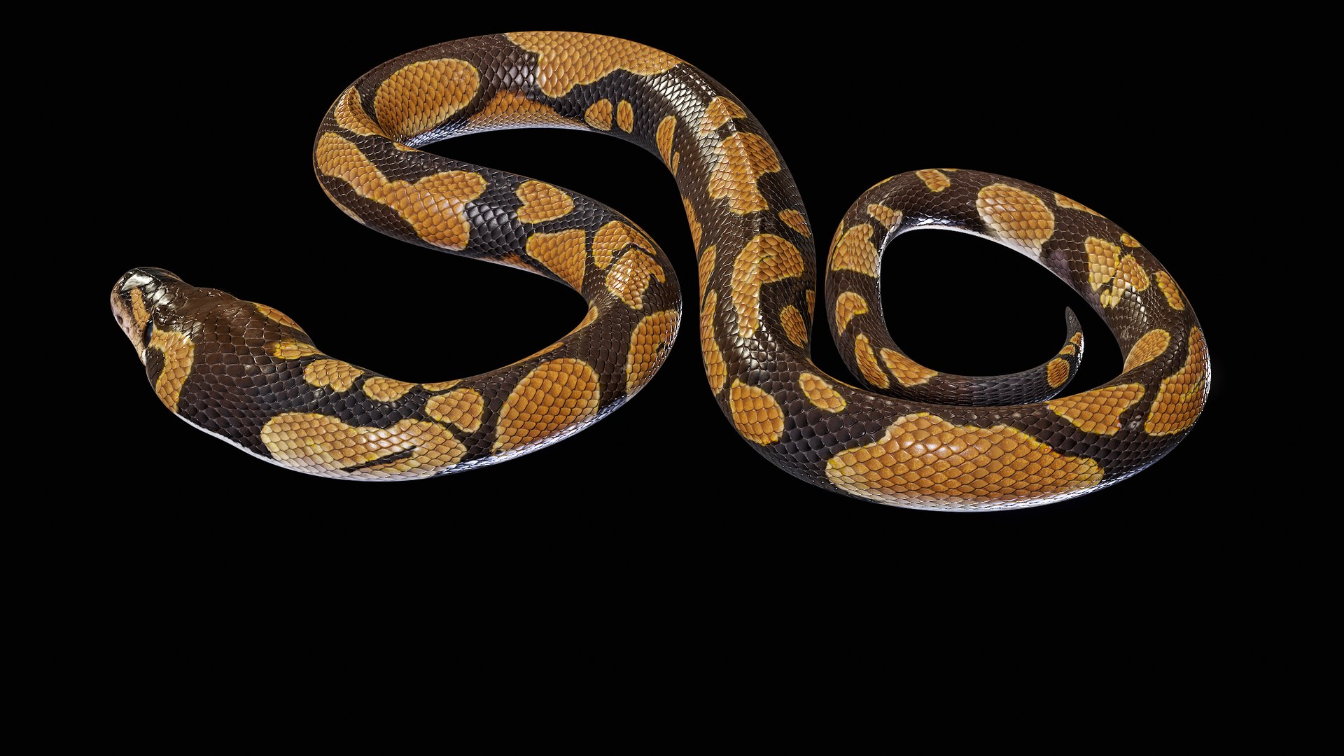Ball Royal Python Snake Rigged PBR 3D model https://p.turbosquid.com/ts-thumb/Zy/AVeR01/29/turncol_00022/png/1709727941/1920x1080/fit_q87/a076ef3691feb8cd1cf75647521b550c32e1f70d/turncol_00022.jpg