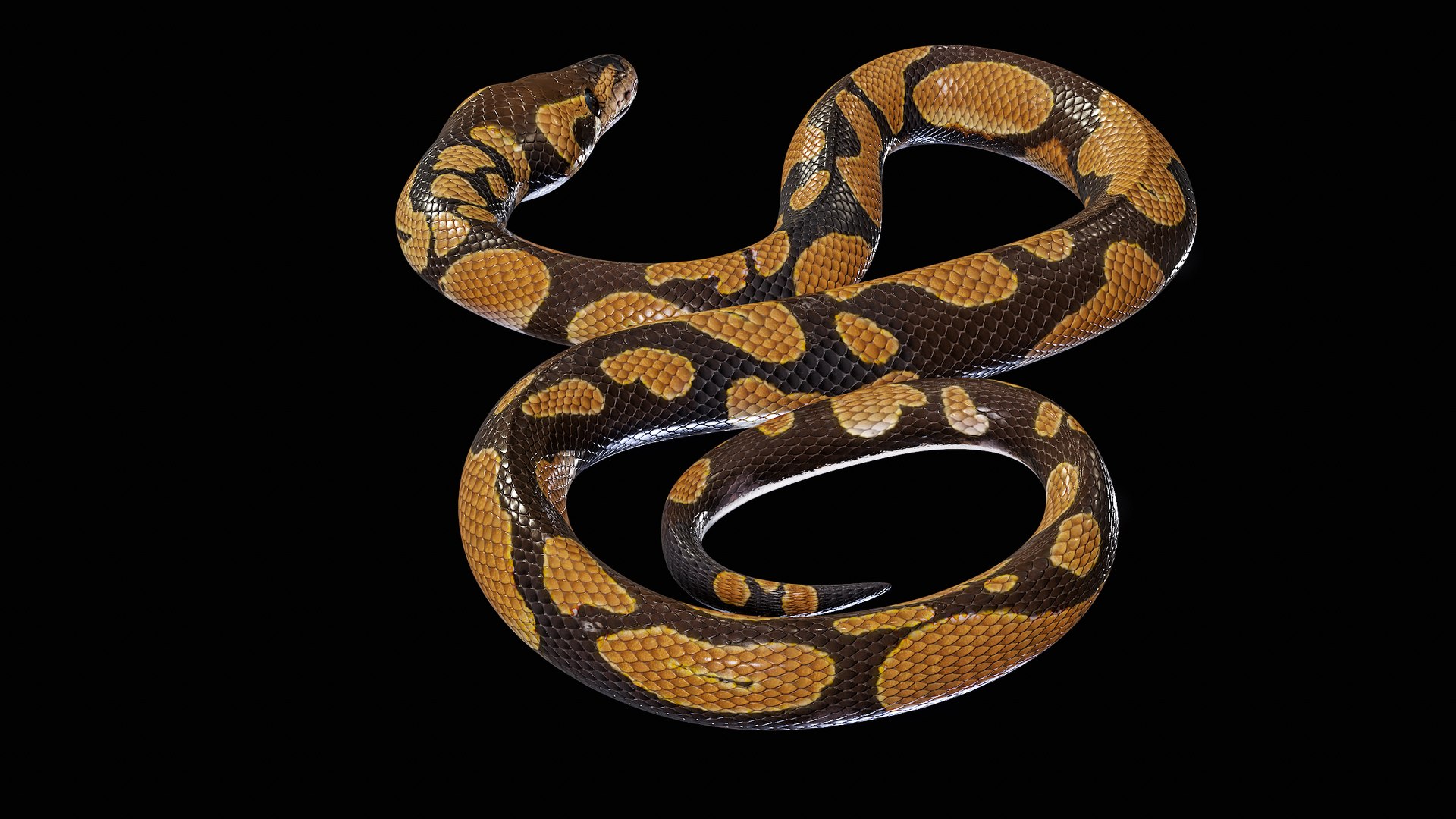 Ball Royal Python Snake Rigged PBR 3D model https://p.turbosquid.com/ts-thumb/Zy/AVeR01/2C/turncol_00016/png/1709727936/1920x1080/fit_q87/d6269c3411f80643447bec7a6f402fb8c9843803/turncol_00016.jpg