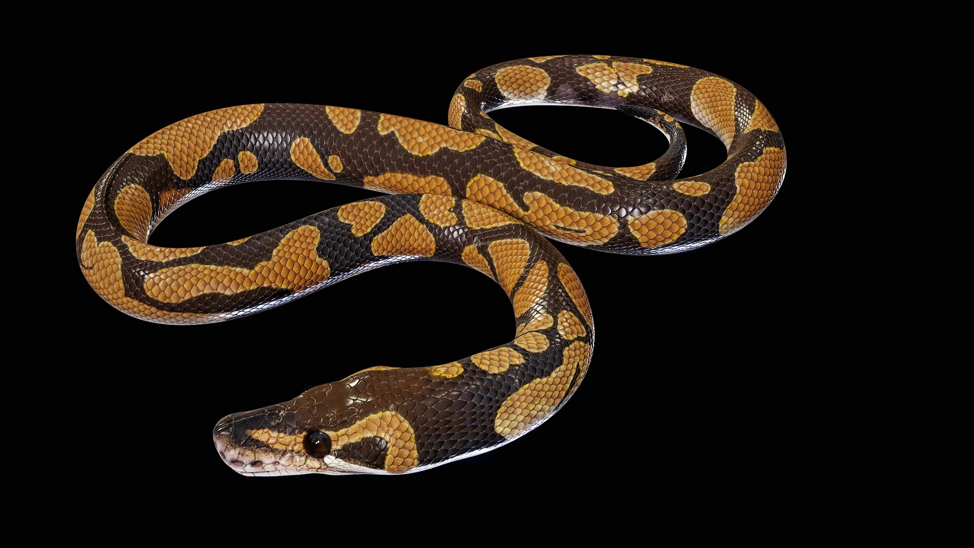 Ball Royal Python Snake Rigged PBR 3D model https://p.turbosquid.com/ts-thumb/Zy/AVeR01/3d/turncol_00027/png/1709727944/1920x1080/fit_q87/a0c1ca5e631a44c3696d577b7b1977fb218239c1/turncol_00027.jpg