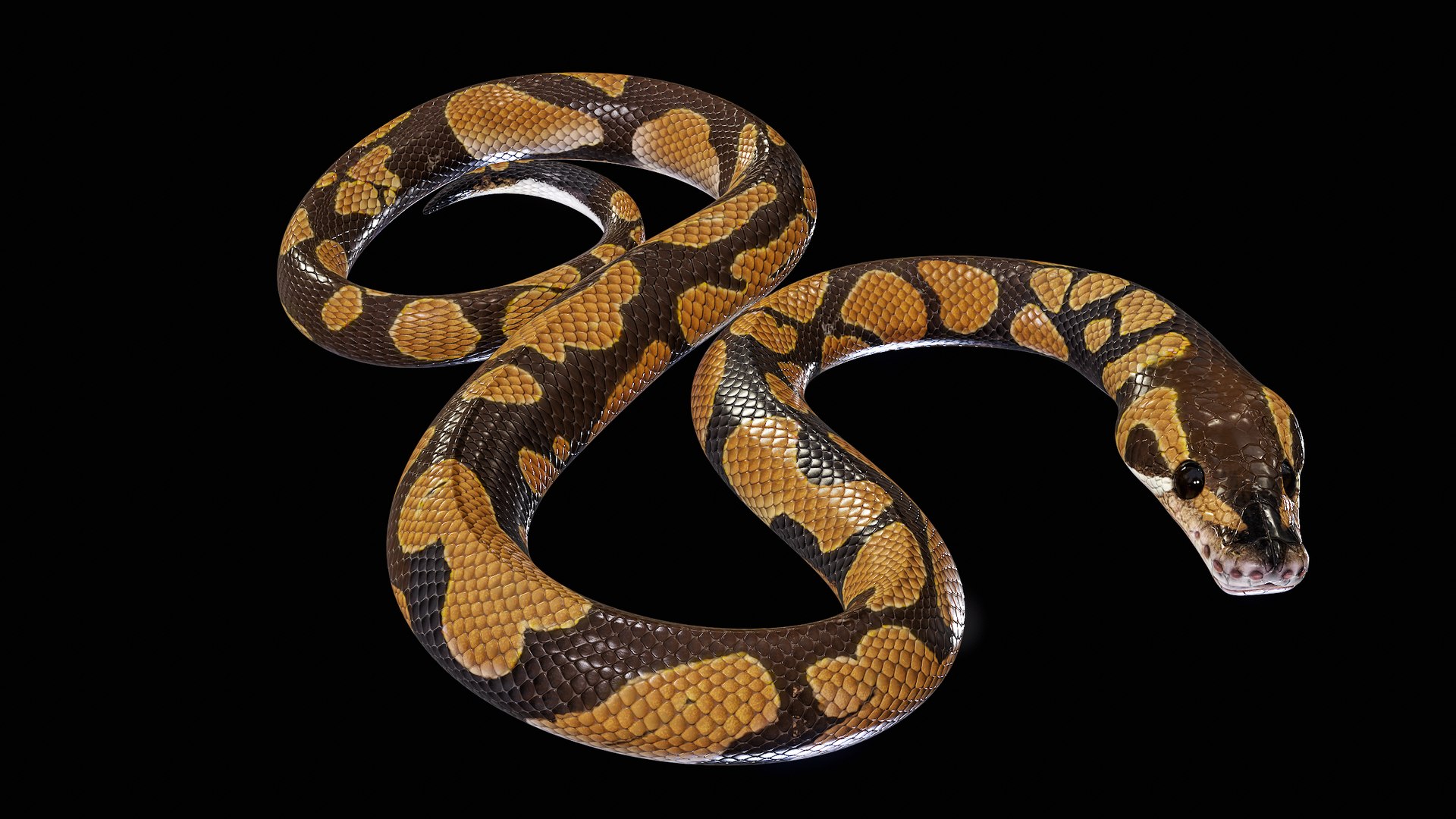 Ball Royal Python Snake Rigged PBR 3D model https://p.turbosquid.com/ts-thumb/Zy/AVeR01/6h/turncol_00004/png/1709727918/1920x1080/fit_q87/d241a4feab39b9e5db052c8deb87e5116cafbbab/turncol_00004.jpg