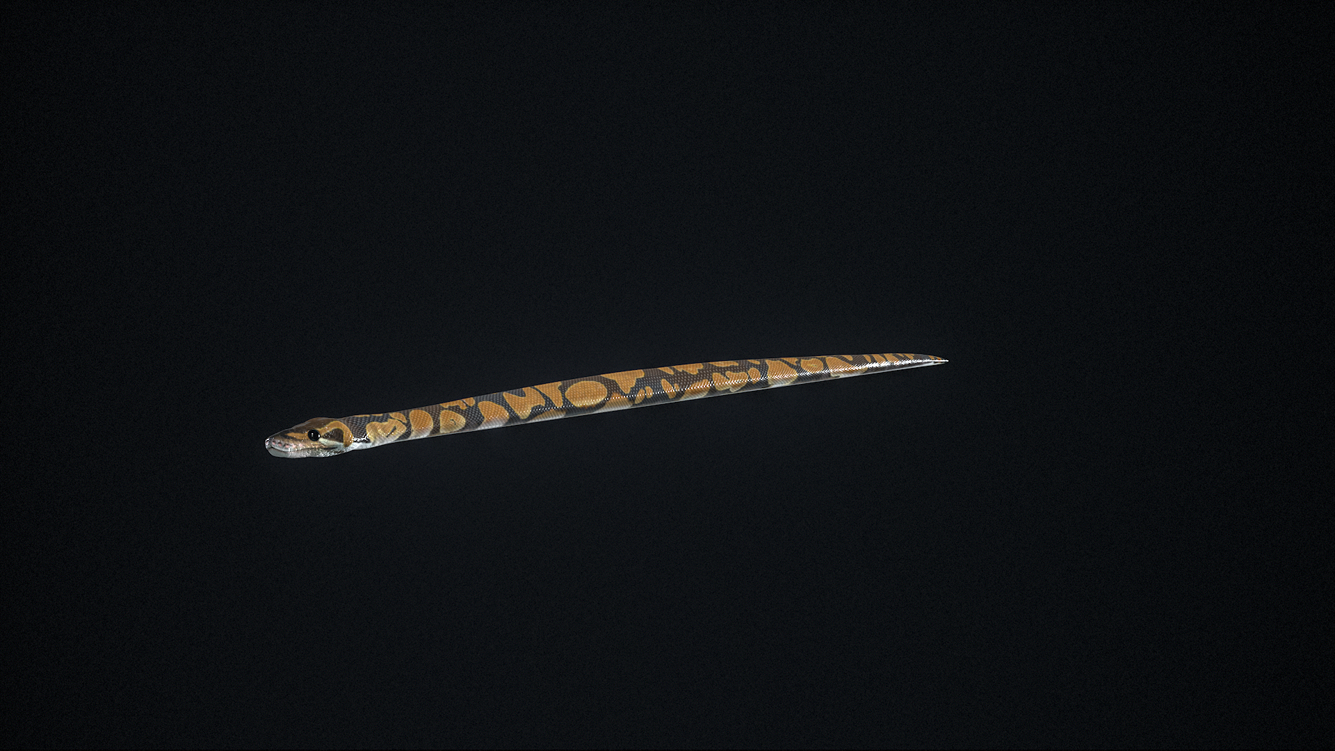 Ball Royal Python Snake Rigged PBR 3D model https://p.turbosquid.com/ts-thumb/Zy/AVeR01/86/z00/png/1709728886/1920x1080/turn_fit_q99/2172c8d642e5a3c91ca2259becd6cdf2adf757de/z00-1.jpg