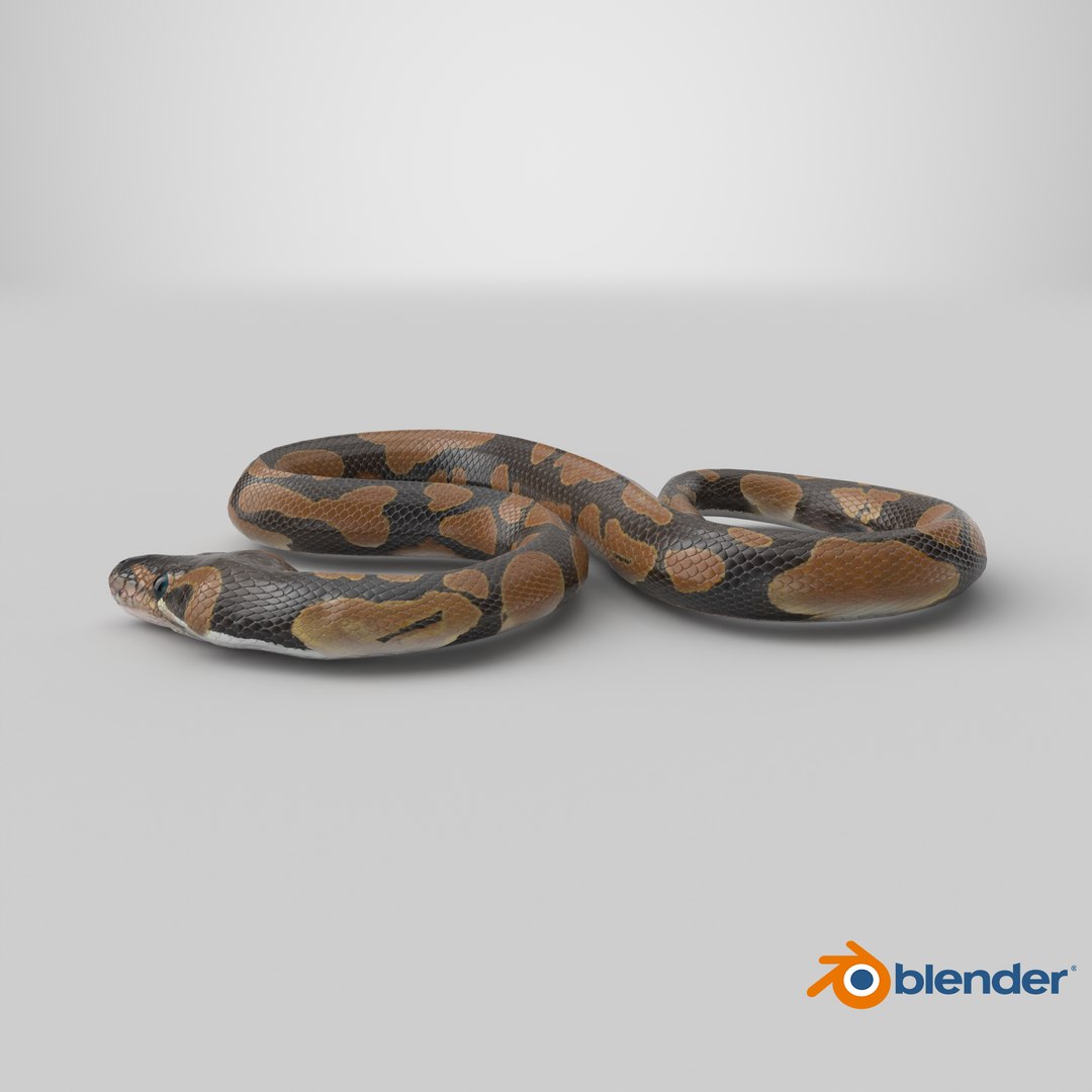 Ball Royal Python Snake Rigged PBR 3D model https://p.turbosquid.com/ts-thumb/Zy/AVeR01/8C/stemcell_blender_cycles_render/png/1722602760/1920x1080/fit_q87/64162b0bcfa8484364eeba6391ece9c58a8768ac/stemcell_blender_cycles_render.jpg