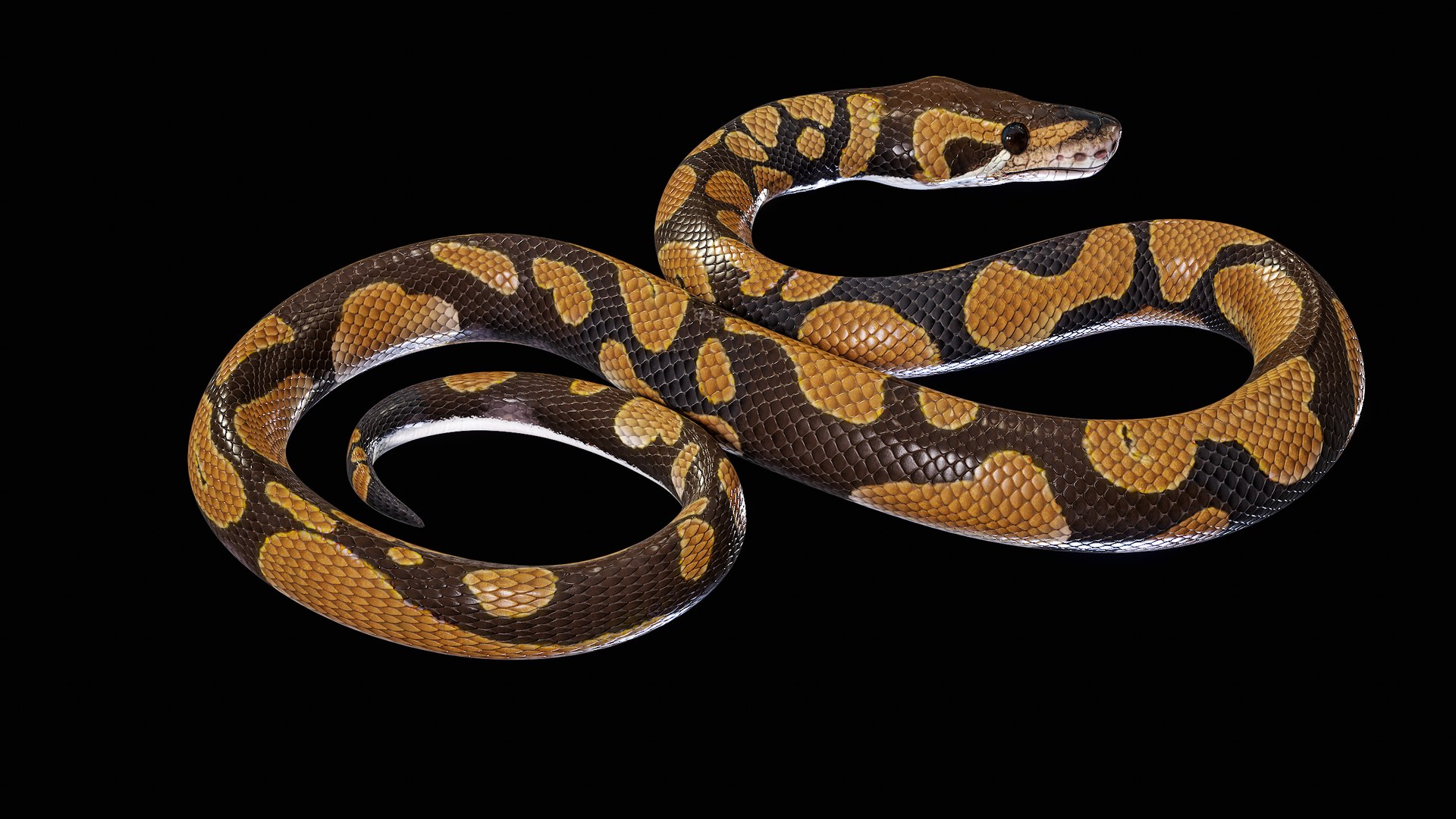 Ball Royal Python Snake Rigged PBR 3D model https://p.turbosquid.com/ts-thumb/Zy/AVeR01/CH/turncol_00011/png/1709727931/1920x1080/fit_q87/a806f93a71ef9b9b71f17703aecd2e9af6f3737a/turncol_00011.jpg
