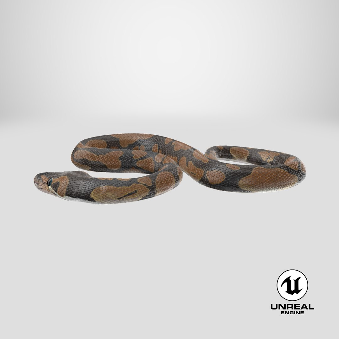 Ball Royal Python Snake Rigged PBR 3D model https://p.turbosquid.com/ts-thumb/Zy/AVeR01/Eo/stemcell_unreal_render/png/1722602774/1920x1080/fit_q87/2864db9e43e2336692f4abf933978ed6fd2a5a1d/stemcell_unreal_render.jpg