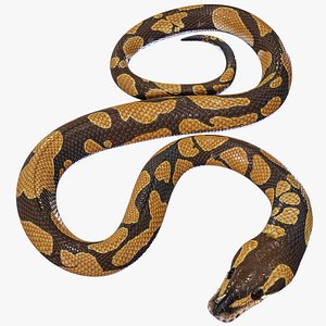 Ball Royal Python Snake Rigged PBR