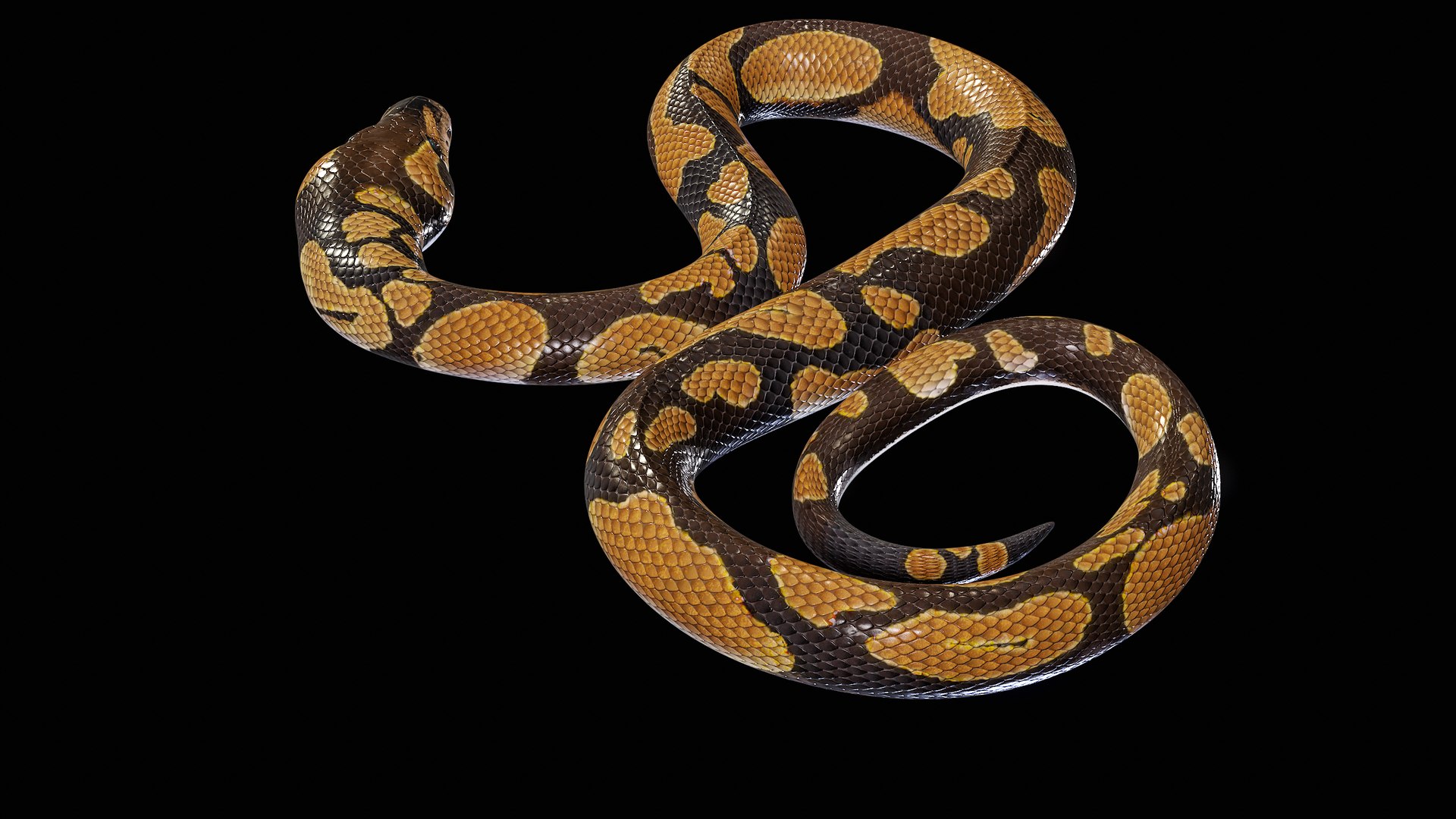 Ball Royal Python Snake Rigged PBR 3D model https://p.turbosquid.com/ts-thumb/Zy/AVeR01/HA/turncol_00018/png/1709727937/1920x1080/fit_q87/b3dee039f68776397c06c2671fd500f9a8d7759d/turncol_00018.jpg