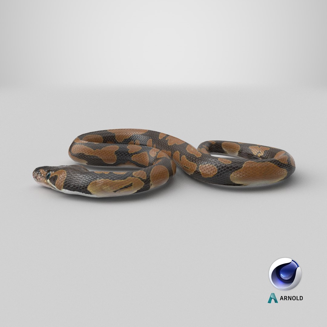 Ball Royal Python Snake Rigged PBR 3D model https://p.turbosquid.com/ts-thumb/Zy/AVeR01/HJ/stemcell_cinema_4d_arnold_render/png/1722602767/1920x1080/fit_q87/57ec1f5e0a4d422c1403f6442022caace7934d4e/stemcell_cinema_4d_arnold_render.jpg