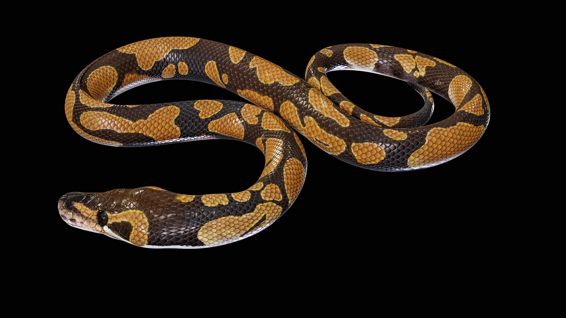 Ball Royal Python Snake Rigged PBR 3D model https://p.turbosquid.com/ts-thumb/Zy/AVeR01/IU/turncol_00025/png/1709727941/1920x1080/fit_q87/f7891bcf57c14b9eb3ec20c0aadfd0b2bf07d9c9/turncol_00025.jpg