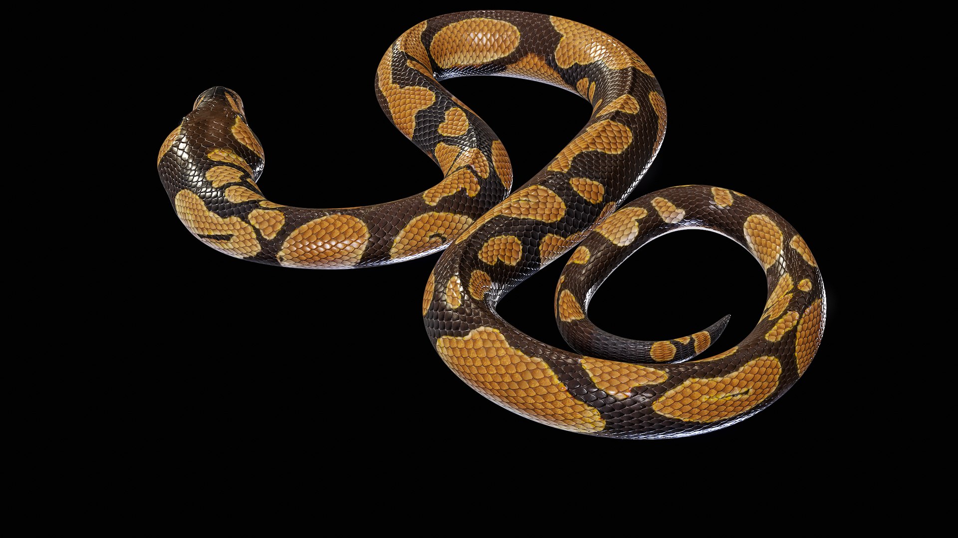 Ball Royal Python Snake Rigged PBR 3D model https://p.turbosquid.com/ts-thumb/Zy/AVeR01/KC/turncol_00019/png/1709727938/1920x1080/fit_q87/d125c1abf40e12e6fa1ee9cb642a2c26c0e77ae9/turncol_00019.jpg