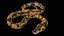 Palla Royal Python Snake truccato PBR