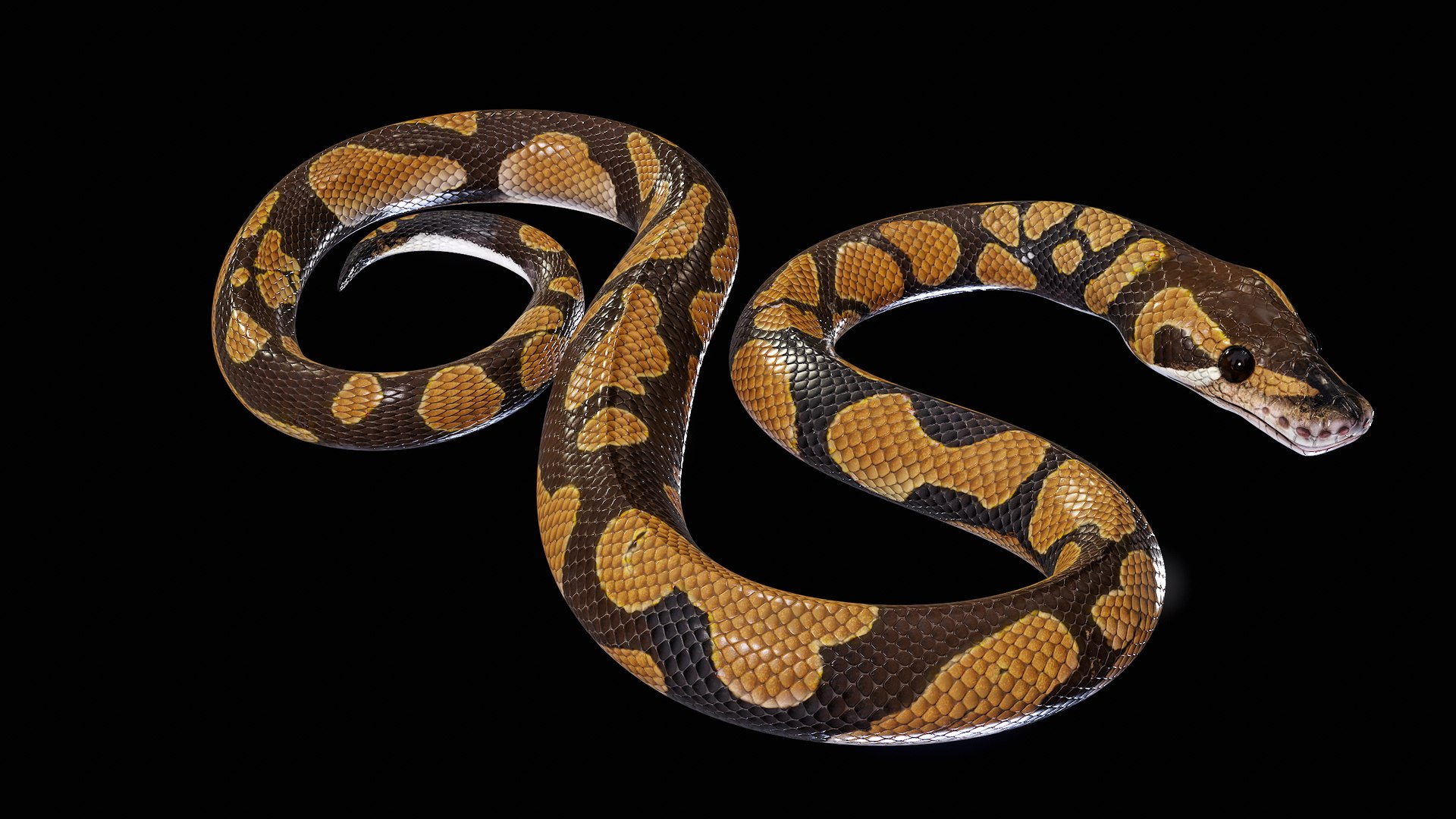 Ball Royal Python Snake Rigged PBR 3D model https://p.turbosquid.com/ts-thumb/Zy/AVeR01/Ns/turncol_00006/png/1709727921/1920x1080/fit_q87/58752308abe0ca5370c28902ce65fe648bd7c3bd/turncol_00006.jpg