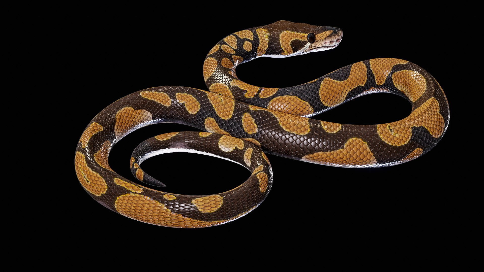 Ball Royal Python Snake Rigged PBR 3D model https://p.turbosquid.com/ts-thumb/Zy/AVeR01/Qv/turncol_00012/png/1709727933/1920x1080/fit_q87/56ac252a6ddd797c13dafc95eb4125c53c238adb/turncol_00012.jpg
