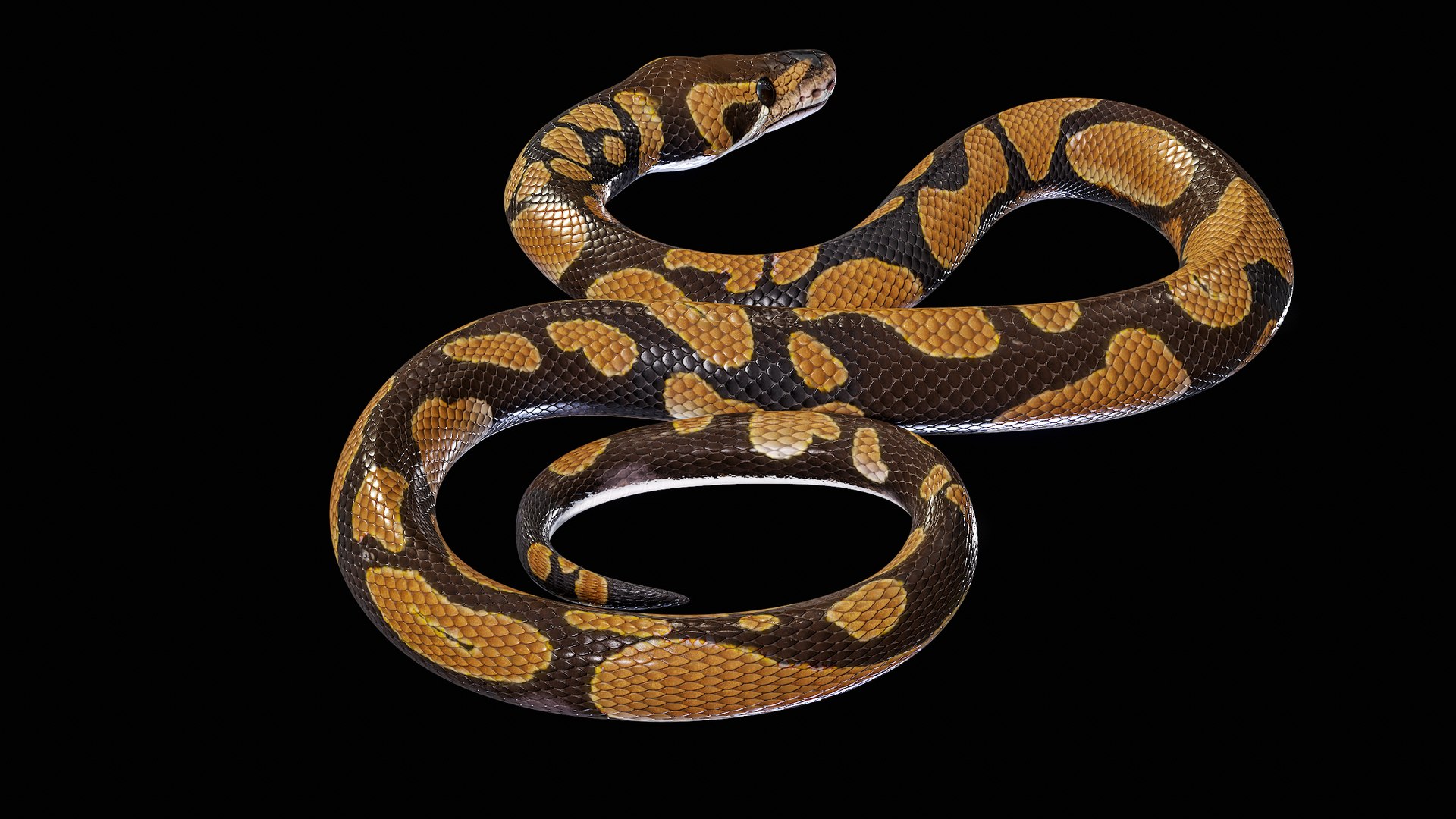 Ball Royal Python Snake Rigged PBR 3D model https://p.turbosquid.com/ts-thumb/Zy/AVeR01/Ut/turncol_00014/png/1709727936/1920x1080/fit_q87/d446c178093b2fc81c33ea10b8ada932003dc3ad/turncol_00014.jpg