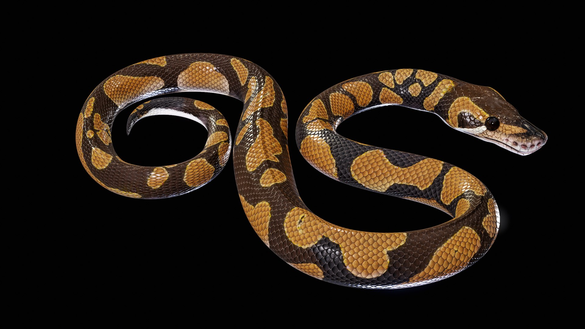 Ball Royal Python Snake Rigged PBR 3D model https://p.turbosquid.com/ts-thumb/Zy/AVeR01/Vt/turncol_00007/png/1709727924/1920x1080/fit_q87/09a0f9ce0005cc1a63ddb8942c25ce2166b6d950/turncol_00007.jpg