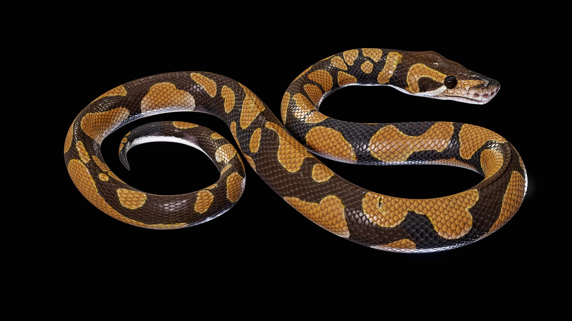 Ball Royal Python Snake Rigged PBR 3D model https://p.turbosquid.com/ts-thumb/Zy/AVeR01/WO/turncol_00009/png/1709727928/1920x1080/fit_q87/a93054ae8e0df2a37ed1c358d663b7b411063271/turncol_00009.jpg