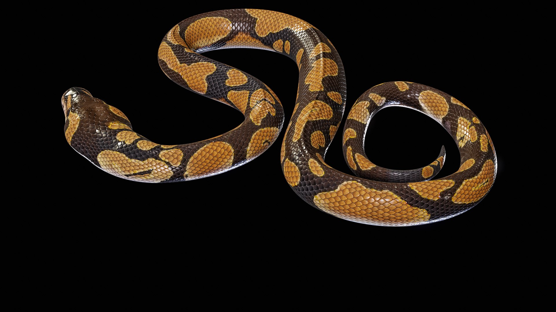 Ball Royal Python Snake Rigged PBR 3D model https://p.turbosquid.com/ts-thumb/Zy/AVeR01/XA/turncol_00021/png/1709727939/1920x1080/fit_q87/719cf96af1883ea925aa3a6095cd18f240fa42ac/turncol_00021.jpg